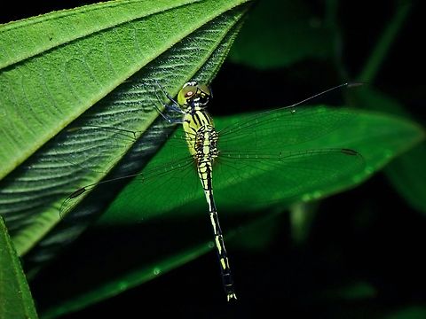 Chalky Percher - Diplacodes trivialis x2  Chalky Percher,Diplacodes trivialis,Dragonfly,Palawan,Philippines
