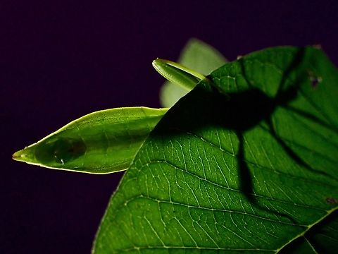 A New Leaf! Leaf Insect - Phyllium sp, from Family Phyllidae, they are generally very well camouflaged in their habitat and often overlooked or hard to find.

It is not often that one gets to photograph a new species of Leaf Insect, hopefully this one will reveal his name later this year or by 2024 :) Leaf Insect,Luzon,Phasmatodea,Phasmid,Phasmida,Philippines,Phyllidae,Phyllium,Phyllium sp