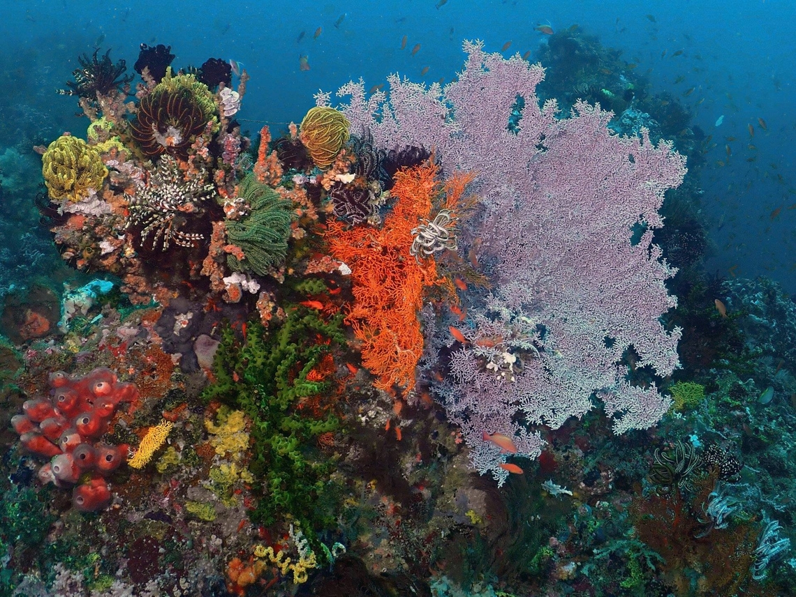 Reef scene How many species can you count in this pic? Anilao,Batangas,Corals,Crinoid,Feather Star,Philippines,Reef,Sea Sponge,Sea Star,Seafan,Soft Corals,Sponge,Stony Corals,Whip Coral