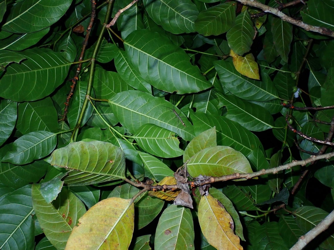 Common but uncommon A very common tree, am surprised I didn&#039;t bother to post observation of them before.  They can be easily be found even in cities and town on road side as their seeds are dispersed by birds feeding on the fruits.<br />
<br />
However, this very common plant hides hidden beauties.  After many trips to the island of Palawan, finally found clusters of this plant hosting another yet to be described species of Orthomeria sp. Ficus septica,Fruit,Palawan,Philippines,Tree