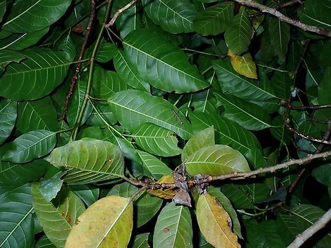 Common but uncommon A very common tree, am surprised I didn't bother to post observation of them before.  They can be easily be found even in cities and town on road side as their seeds are dispersed by birds feeding on the fruits.

However, this very common plant hides hidden beauties.  After many trips to the island of Palawan, finally found clusters of this plant hosting another yet to be described species of Orthomeria sp. Ficus septica,Fruit,Palawan,Philippines,Tree