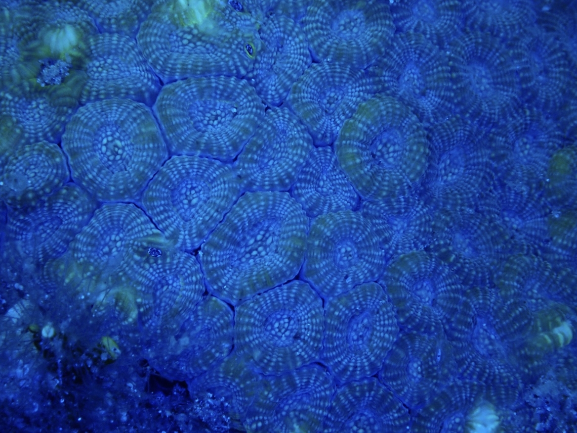 Blues Stony Corals - Favites magnistellata under UV lighting. Anilao,Batangas,Coral,Favites magnistellata,Merulinidae,Philippines,Stony Coral,Ultra Violet Light,endangered species