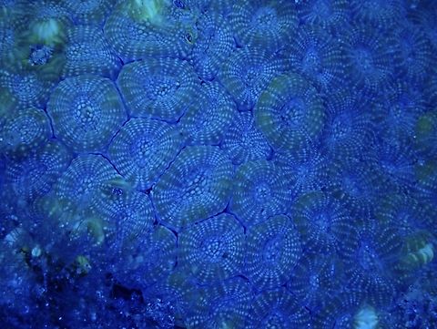 Favites magnistellata