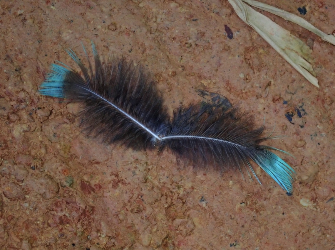 Feathers Feathers of Palawan Peacock-Pheasant - Polyplectron napoleonis, endemic to Philippines. Bird,Palawan,Palawan Peacock-Pheasant,Peacock,Peacock-Pheasant,Pheasant,Philippines,Polyplectron napoleonis