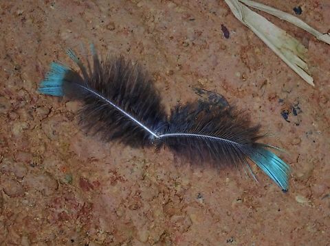 Feathers Feathers of Palawan Peacock-Pheasant - Polyplectron napoleonis, endemic to Philippines. Bird,Palawan,Palawan Peacock-Pheasant,Peacock,Peacock-Pheasant,Pheasant,Philippines,Polyplectron napoleonis