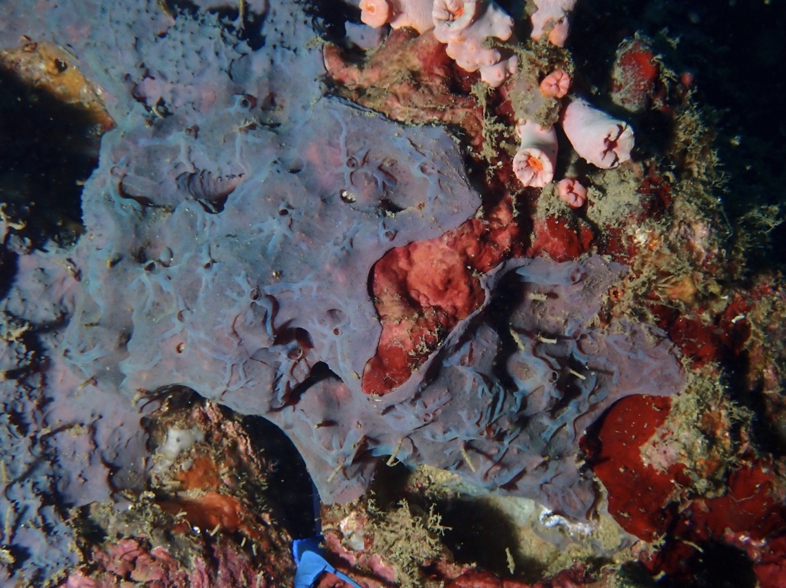 Sea Sponge - Aplysinella rhax Sea Sponge from Family Aplysinellidae. Anilao,Aplysinella rhax,Batangas,Philippines,Sea Sponge