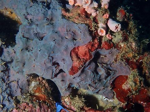 Sea Sponge - Aplysinella rhax Sea Sponge from Family Aplysinellidae. Anilao,Aplysinella rhax,Batangas,Philippines,Sea Sponge