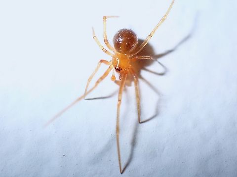 Around the House! Common spider around the house, often overlooked. Makati,Nesticodes rufipes,Philippines,Red House Spider,Spider