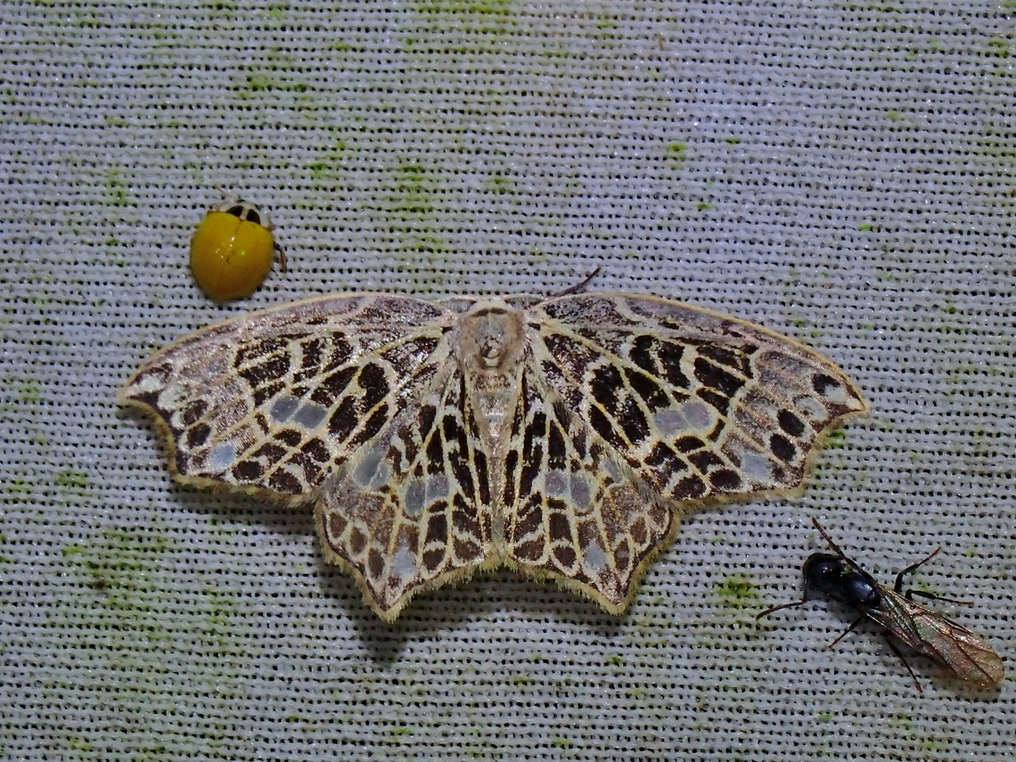 Common Ladybird Observation on the tiny Ladybird Beetle above the moth.<br />
 Beetle,Illeis koebelei,Ladybird Beetle,Malaysia,Sabah,Yellow Ladybird Beetle