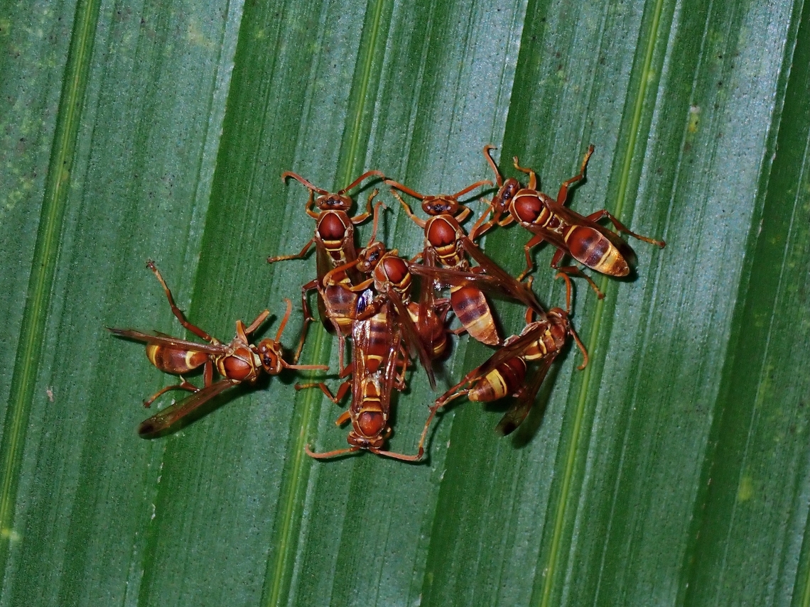 Tropical Paper Wasps - Polistes stigma  Maldives,Paper Wasp,Polistes stigma,Tropical Paper Wasp,Wasp