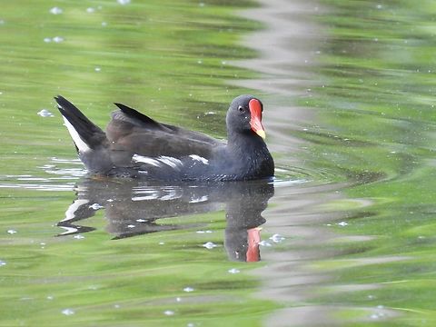 Common Moorhen - Gallinula chloropus            Bird,Common Moorhen,Gallinula chloropus,Maldives