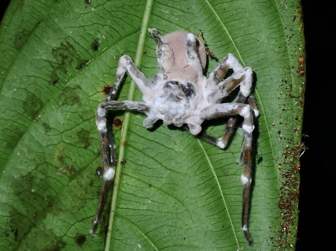Zombie Huntsman A Huntsman Spider infected by Fungus - Purpureocillium atypicola Fungus,Malaysia,Purpureocillium atypicola,Sabah