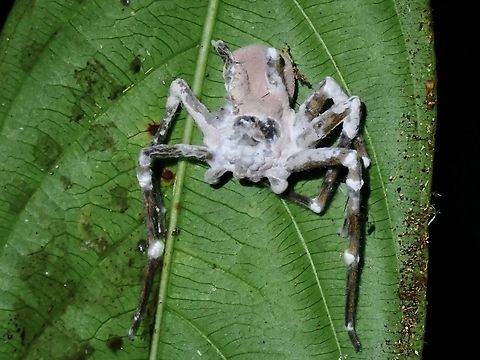 Zombie Huntsman A Huntsman Spider infected by Fungus - Purpureocillium atypicola Fungus,Malaysia,Purpureocillium atypicola,Sabah