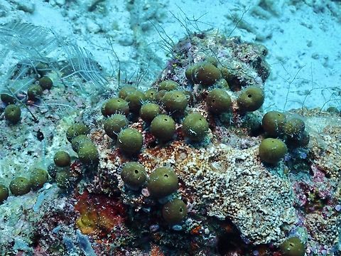 Sea Olives  Malaysi,Sabah,Sea Olives,Sipadan,Stelletta clavosa