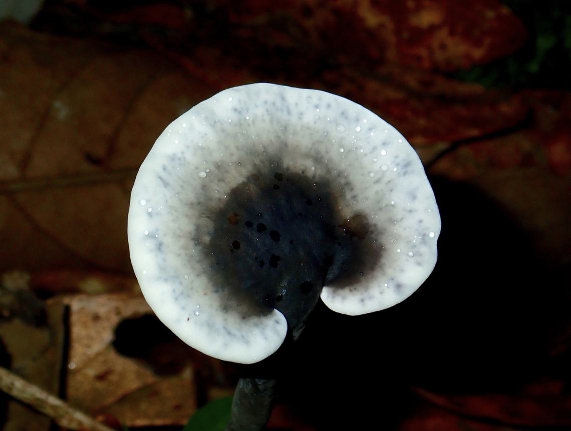 Bracket Fungi - Sanguinoderma rugosum Sanguinoderma rugosum is a species of Bracket Fungi from Family Polyporaceae. Bracket Fungi,Fungi,Malaysia,Sabah,Sanguinoderma rugosum