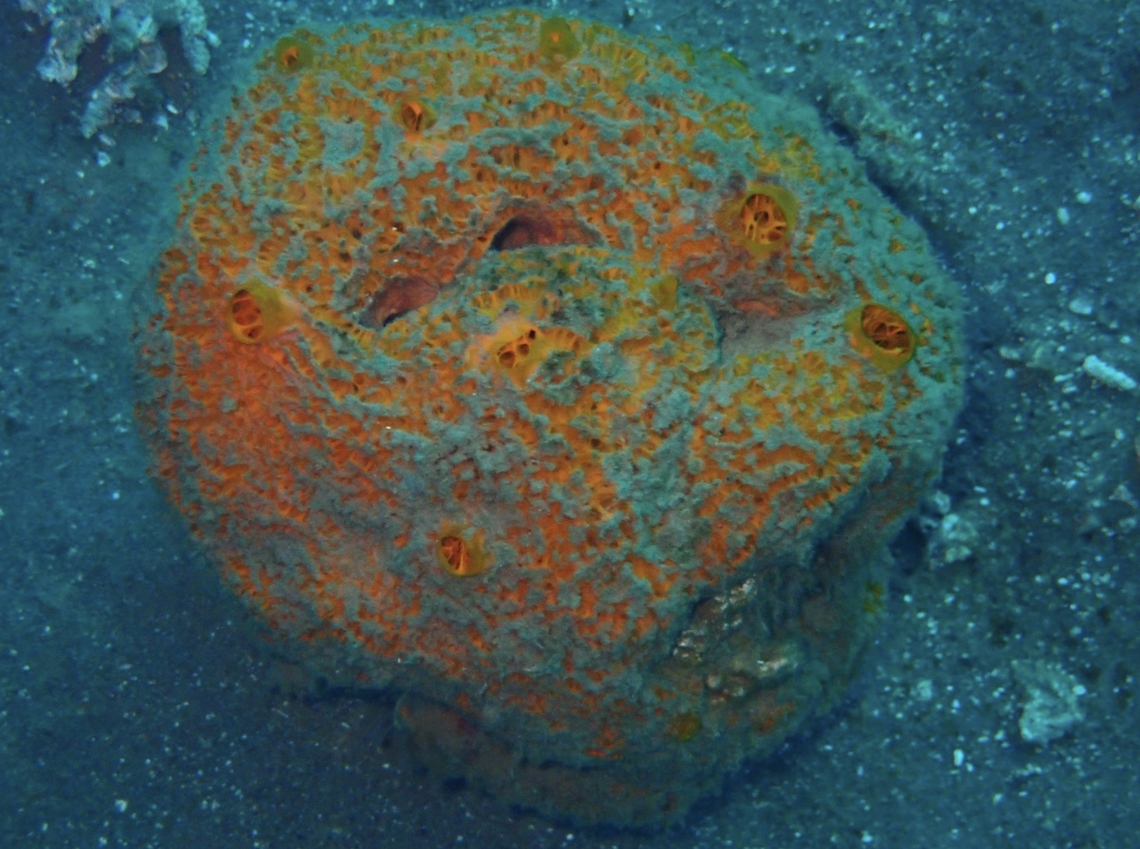 Sea Sponge - Mycale dendyi Mycale dendyi is a species of Sea Sponge from Family Mycalidae. Anilao,Batangas,Mycale dendyi,Philippines,Sea Sponge