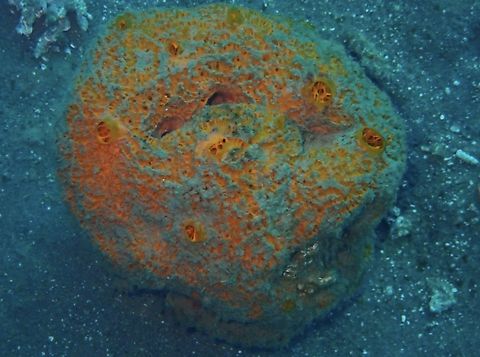 Sea Sponge - Mycale dendyi Mycale dendyi is a species of Sea Sponge from Family Mycalidae. Anilao,Batangas,Mycale dendyi,Philippines,Sea Sponge