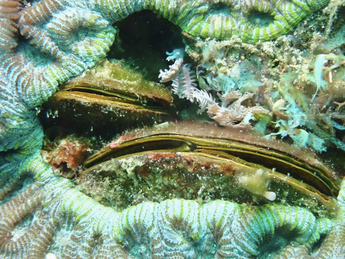 False Cockles Half-Round Cardita - Beguina semiorbiculata is a species of False Cockles from Family Carditidae. Anilao,Batangas,Beguina semiorbiculata,False Cockles,Half-round Cardita,Philippines