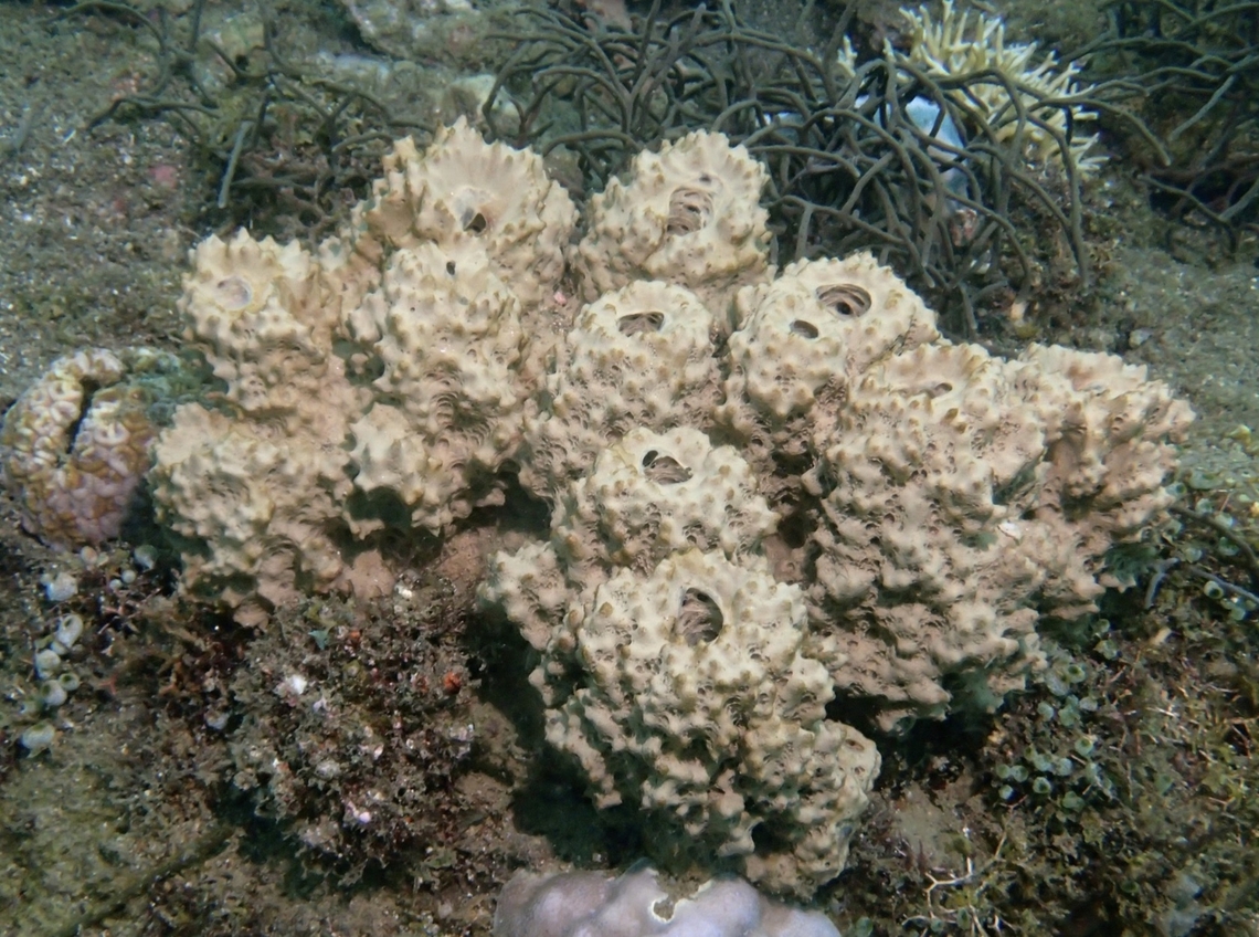 Sea Sponge - Liosina paradoxa  Anilao,Batangas,Liosina paradoxa,Philippines,Sea Sponge