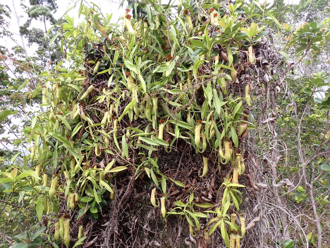 Pitcher Plants - Nepenthes philippinensis  Monkey Cup,Nepenthes philippinensis,Palawan,Philippines,Pitcher Plant
