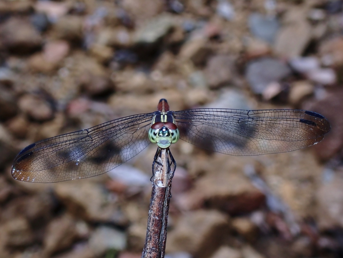 Asian Blood Tail - Lathrecista asiatica  Asian Blood Tail,Dragonfly,Lathrecista asiatica,Palawan,Philippines
