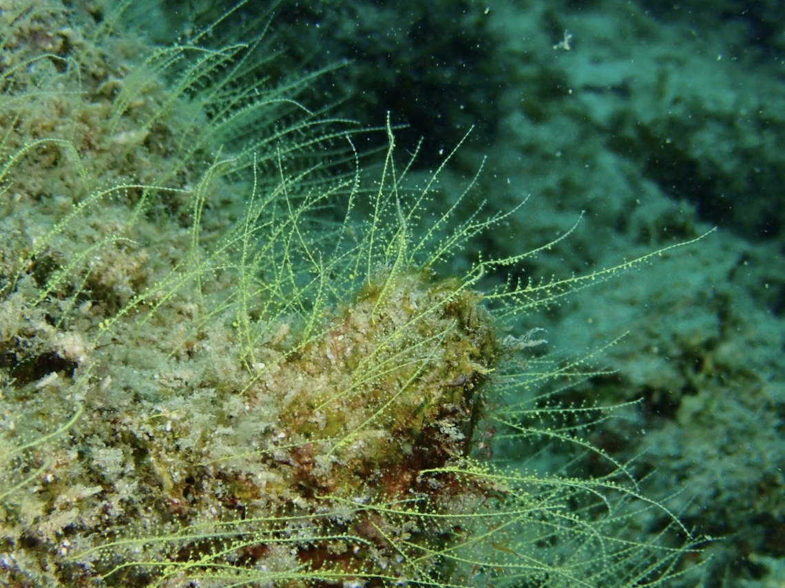 Feather Hydroids - Halopteris polymorpha Halopteris polymorpha is a species of Feather Hydroids from Family Halopterididae. Feather Hydroid,Halopteris polymorpha,Hydroid,Mabul,Malaysia,Sabah