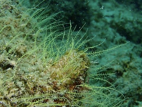 Halopteris polymorpha