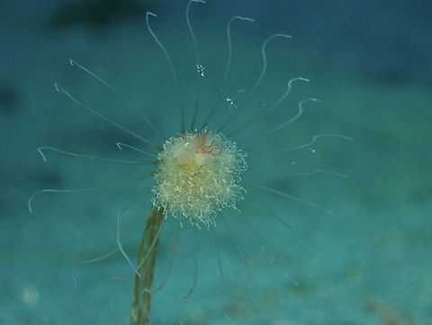 Hydroid - Corymorpha tropica Corymorpha tropica is a species of Hydroid from Family Corymorphidae. Anilao,Batangas,Corymorpha tropica,Hydroid,Philippines