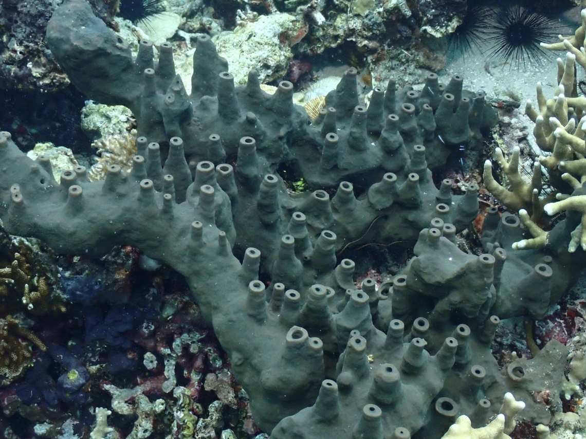 Chimneys Petrosia hoeksemai is a species of Sea Sponge from Family Petrosiidae. Coron,Palawan,Petrosia hoeksemai,Philippines,Sea Sponge