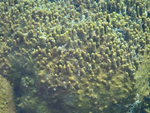 Neopetrosia chaliniformis