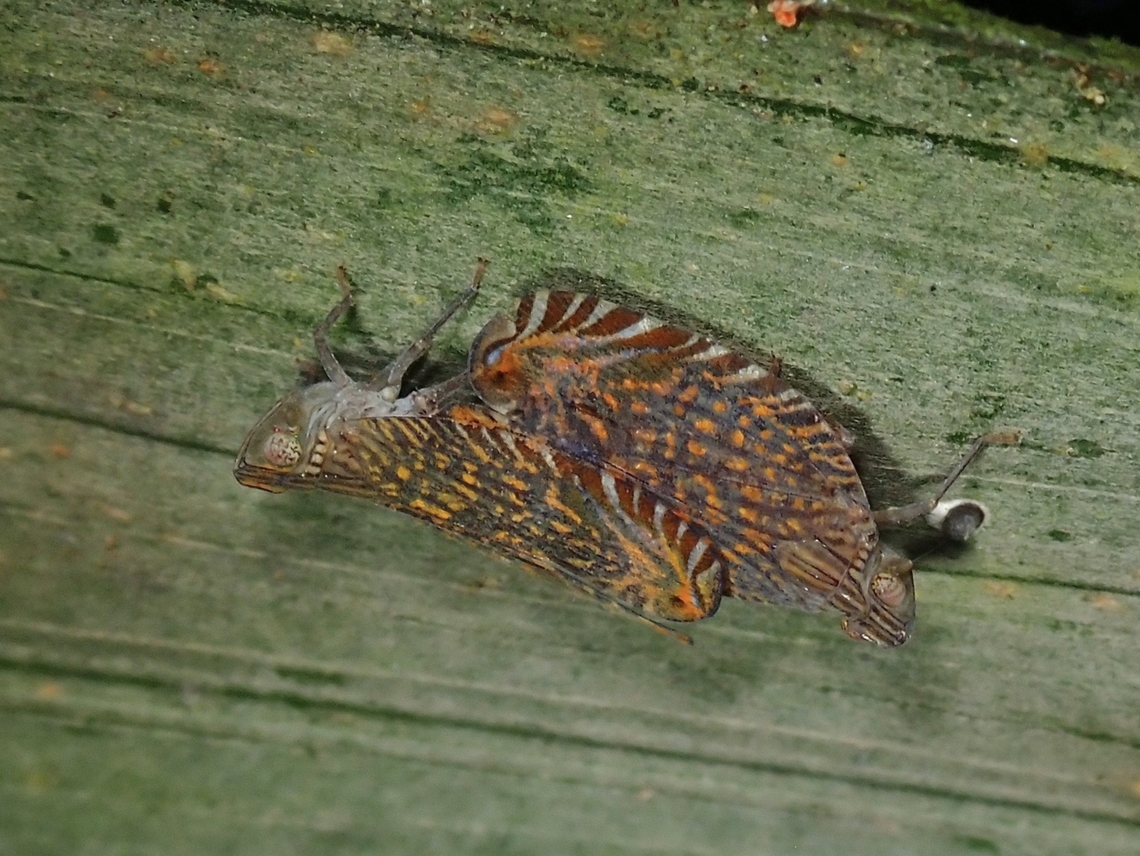 Mated Pair of Lophopid Planthoppers mating. Apia lineolata,Hopper,Lophophid Planthopper,Malaysia,Planthopper,Selangor