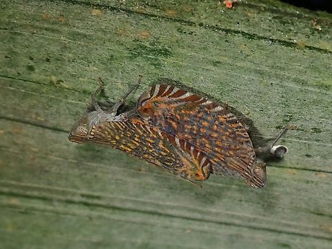 Mated Pair of Lophopid Planthoppers mating. Apia lineolata,Hopper,Lophophid Planthopper,Malaysia,Planthopper,Selangor