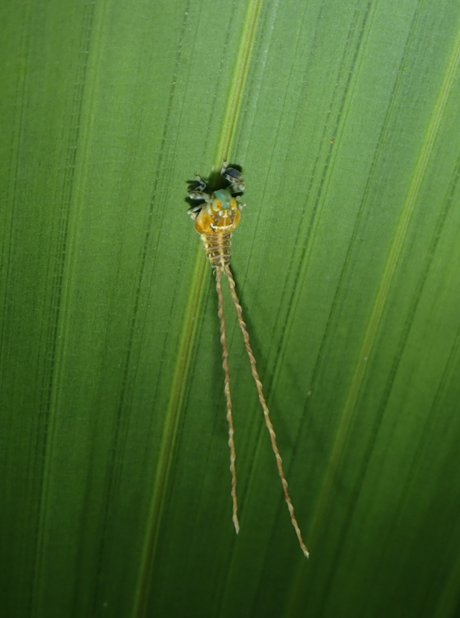 Extra Long! Nymph of Lophophid Planthopper, this particular species known to have 'screwed tails' Apia lineolata,Hopper,Lophopid Planthopper,Palawan,Philippines,Planthopper