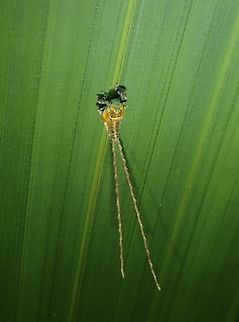 Extra Long! Nymph of Lophophid Planthopper, this particular species known to have 'screwed tails' Apia lineolata,Hopper,Lophopid Planthopper,Palawan,Philippines,Planthopper