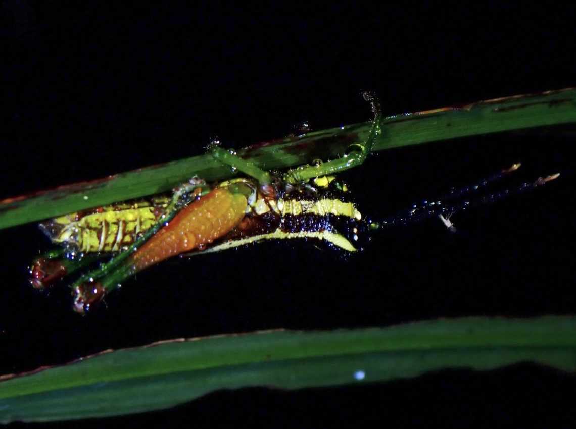 Spur-Throated Grasshopper - Traulacris grandis  Grasshopper,Malaysia,Sabah,Spur-Throated Grasshopper,Traulacris grandis