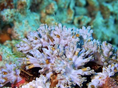 Octocorals - Protodendron repens Octocorals with Waminoa Flatworms Anilao,Batangas,Octocorals,Philippines,Protodendron repens,Soft Corals