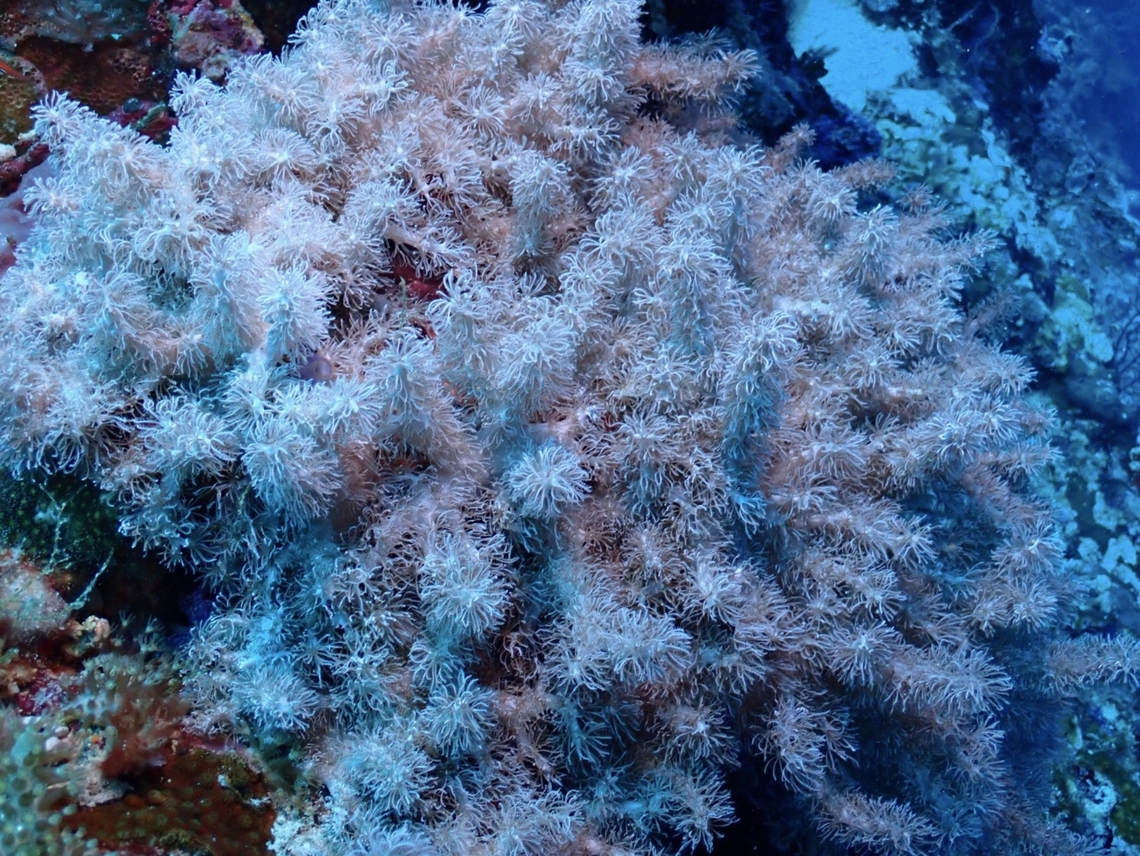 Octocorals - Caementabunda simplex  Caementabunda simplex,Cebu,Corals,Malapascua,Octocorals,Philippines,Soft Corals