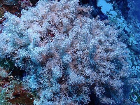 Octocorals - Caementabunda simplex  Caementabunda simplex,Cebu,Corals,Malapascua,Octocorals,Philippines,Soft Corals
