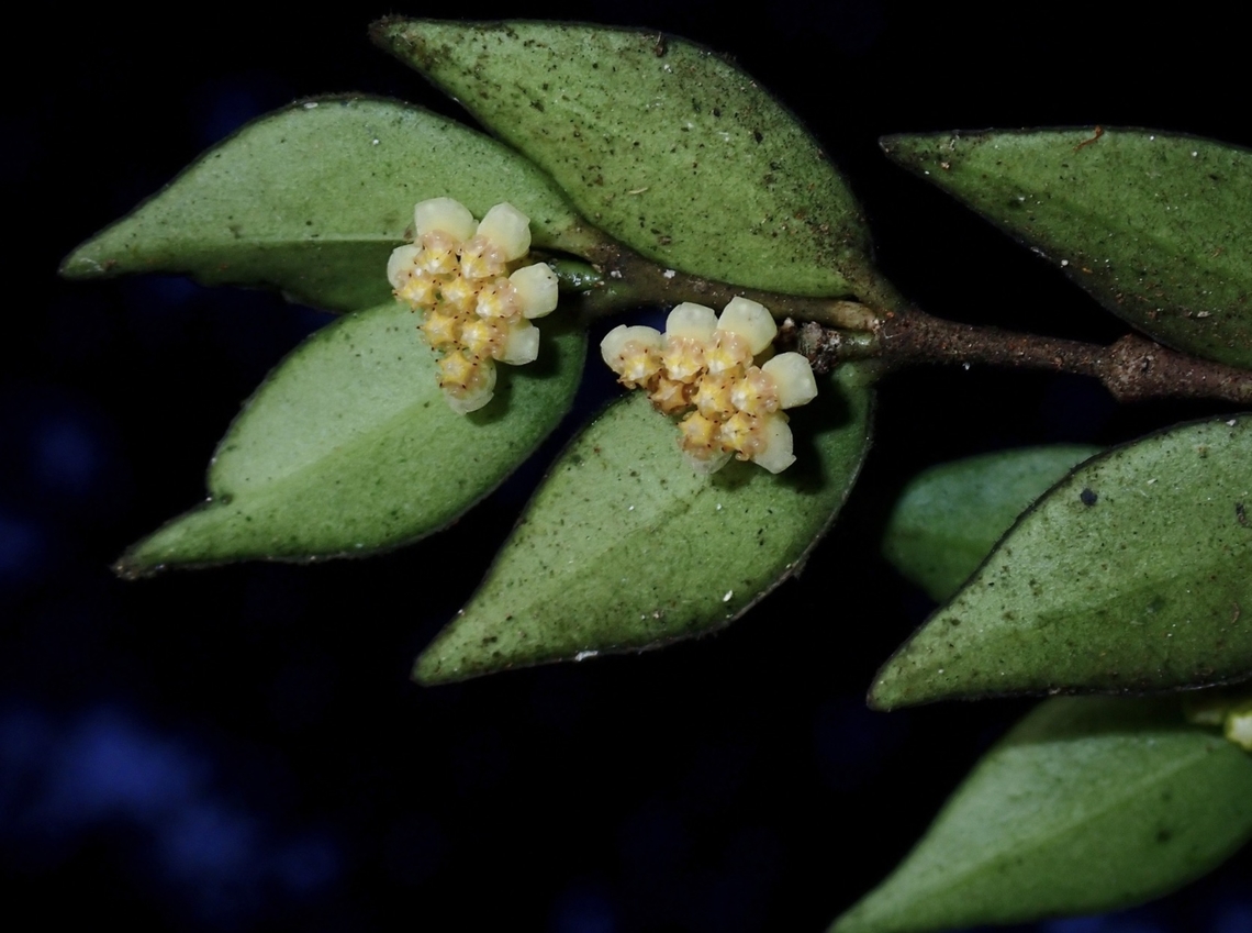 Ignored! The Hoya ignorata was only described in 2011 as it was previously often ignored, hence its scientific name - ignorata!` Flower,Hoya ignorata,Malaysia,Sabah