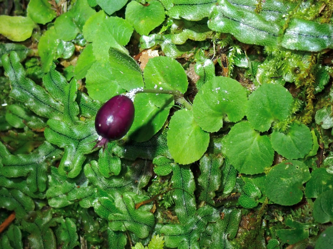 Common Pratia - Lobelia nummularia  Common Pratia,Lobelia nummularia,Malaysia,Pahang,Plant
