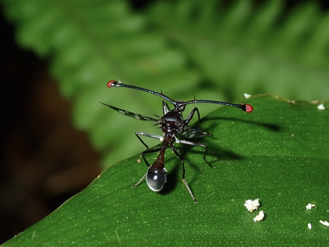 Stalk-Eyed Fly - Teleopsis pharao  Fly,Palawan,Philippines,Stalk-Eyed Fly,Teleopsis pharao