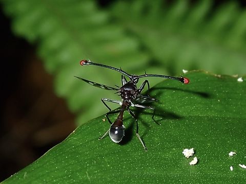 Stalk-Eyed Fly - Teleopsis pharao  Fly,Palawan,Philippines,Stalk-Eyed Fly,Teleopsis pharao