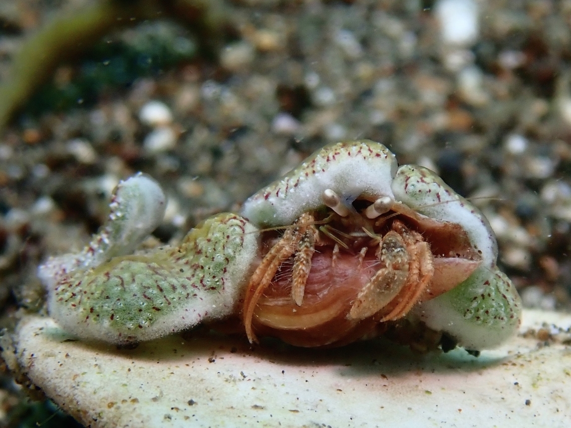 Left-Handed Hermit Crab - Dardanus woodmasoni  Anilao,Batangas,Crab,Dardanus woodmasoni,Hermit Crab,Left-Handed Hermit Crab,Philippines,Woodmasoni Hermit Crab