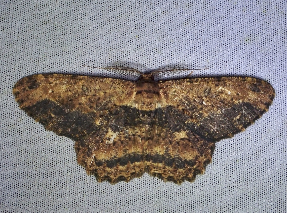 Moth - Hypomecis separata  Hypomecis separata,Malaysia,Moth,Sabah