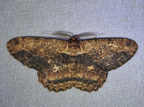 Moth - Hypomecis separata  Hypomecis separata,Malaysia,Moth,Sabah