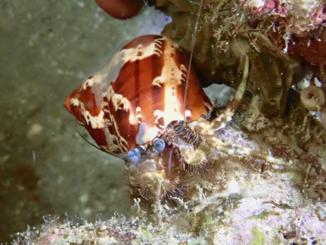 Hairy Hermit Crab - Pagurus hirtimanus  Anilao,Batangas,Crab,Hairy Hermit Crab,Hermit Crab,Pagurus hirtimanus,Philippines