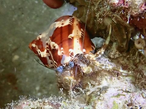 Hairy Hermit Crab - Pagurus hirtimanus Anilao,Batangas,Crab,Hairy Hermit Crab,Hermit Crab,Pagurus hirtimanus,Philippines