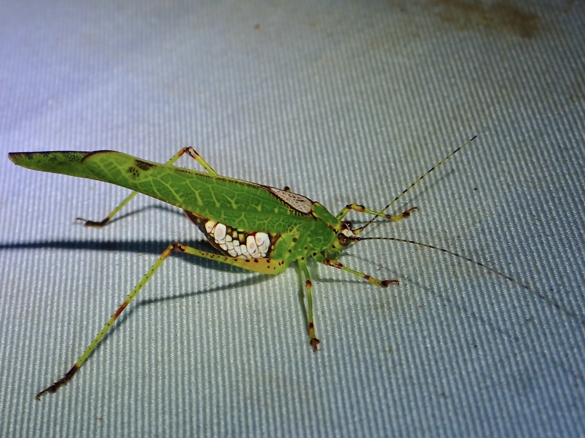 Leaf Katydid - Deflorita pulchra  Deflorita pulchra,Katydid,Leaf Katydid,Malaysia,Sabah