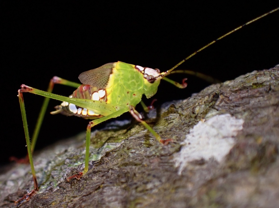 Leaf Katydid - Deflorita lyra  Deflorita lyra,Katydid,Leaf Katydid,Malaysia,Penang