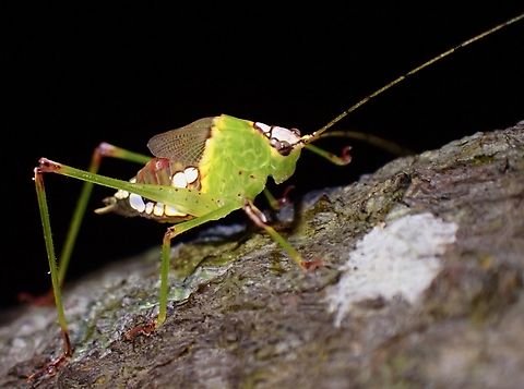 Leaf Katydid - Deflorita lyra  Deflorita lyra,Katydid,Leaf Katydid,Malaysia,Penang